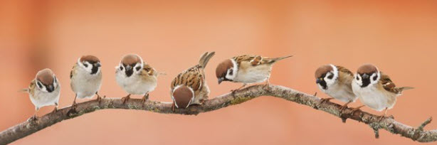 birds on a limb